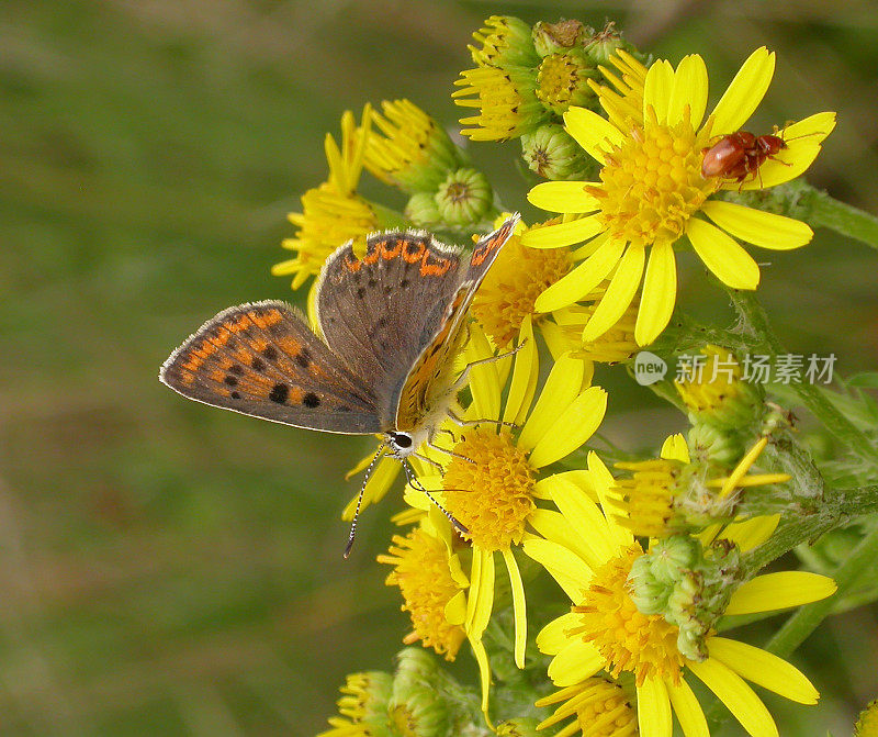 灰铜蝶(Lycaena tityrus)雌性